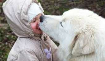 10 FORMAS EXTRAÑAS EN LAS QUE TU PERRO TE DICE QUE TE QUIERE