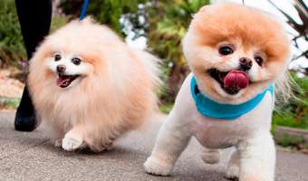 Cómo cuidar a tu mascota