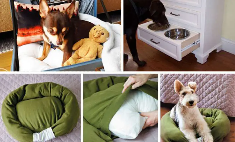 20 cosas creativas que los dueños de los perros han hecho por ellos