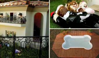 20 cosas creativas para perros