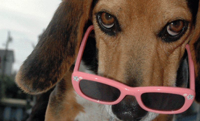 9 maneras en las que su perro puede mejorar su salud