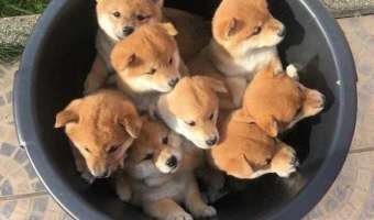 ¡A que no encuentras todos los animales!