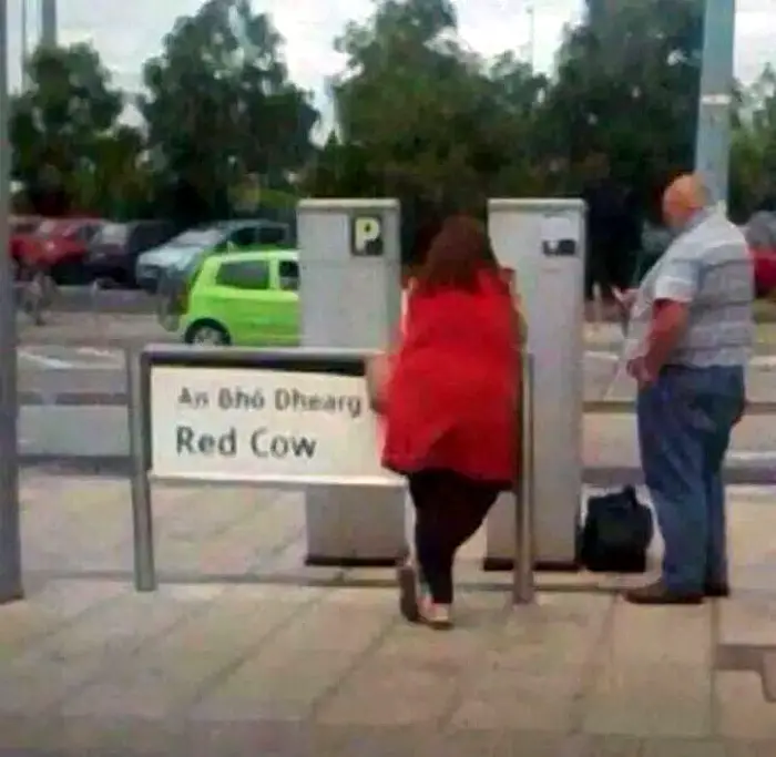 "Red Cow".