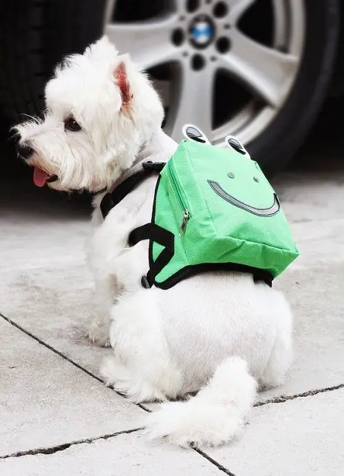 Perro con mochila .Dog wearing a bag. fashion dog: 