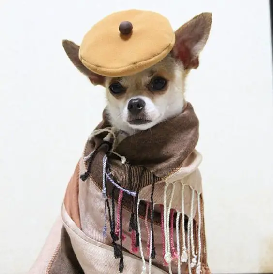 Montjiro, a dog fashion model. He models hand made clothing by his Japanese owner, Mon't.: 
