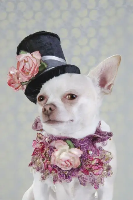 Dog Vogue, Portraits of Chihuahuas in High Fashion by Sophie Gamand. Looks like Johnny Depp as The Mad Hatter.: 