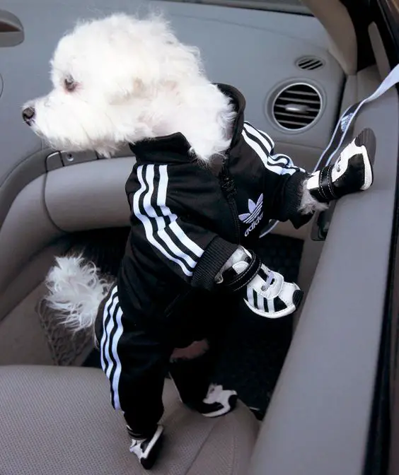 Adidas Track Suit For Your Pooch (with little sneakers too!) #dogs #cute: 