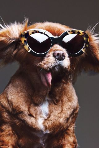 Toast the Dog is the newest face for Karen Walker. See the full Summer 2015 campaign, here:: 
