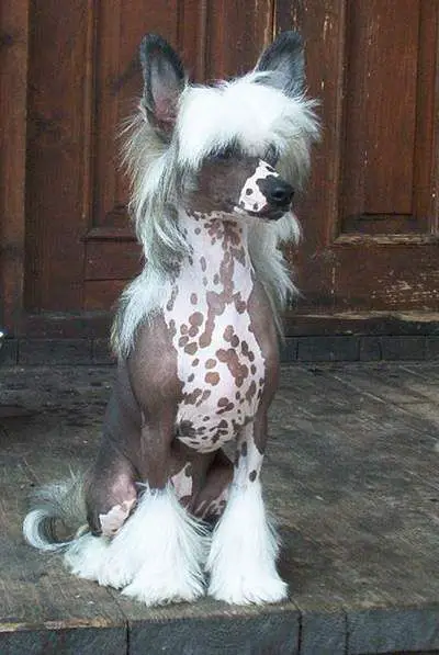 Chinese Crested- LOL- Took one of those on-line :What dog are you?" questionnaires and this is what I got as a result. Fits in many ways... they are cute aren't they? I would own one if I lived in a warmer climate.: 