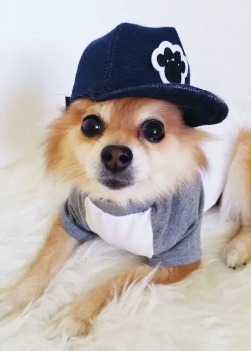 Dog T-shirt + Snapback Set, HANDMADE dog hats, dog tshirts, dog clothes, Dogs hoodie, dog hoodies, dog outfit, puppy clothes, denim t-shirts by puppydoggyclothes on Etsy: 