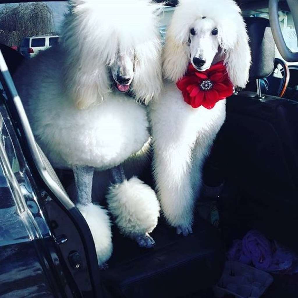 20 perros con el mejor estilo fashionista.