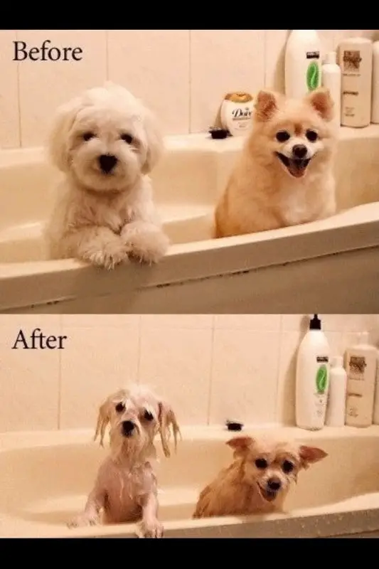 04-hora del baño de par-cachorros-dogvacay