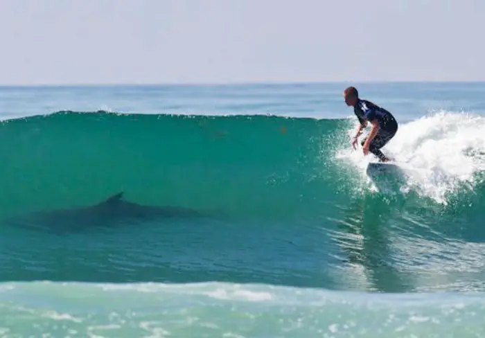 Tiburón y surfista.