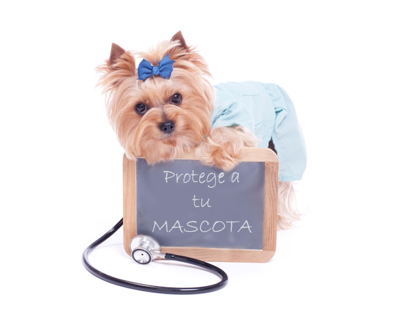 Seguro para mascotas: Razones por las que se debe adquirir