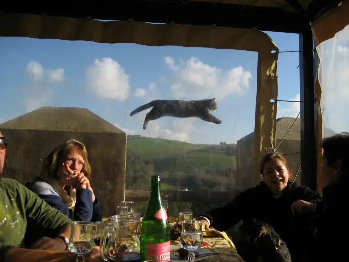 El gato en el aire.