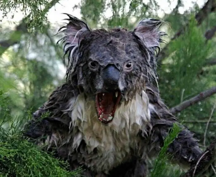 koala húmeda.
