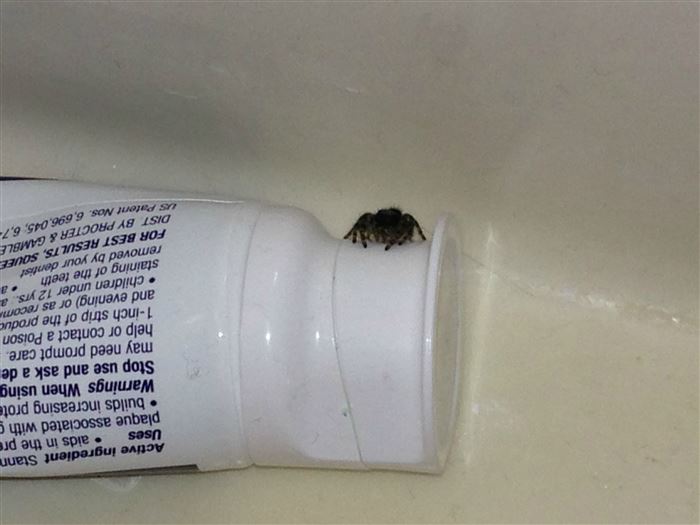 Araña en un tubo de pasta de dientes.