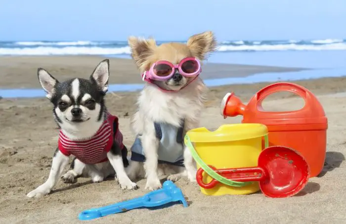 Resultado de imagen para perros en la playa graciosos