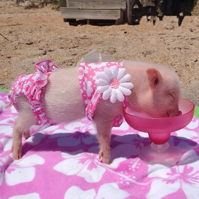 casete Canberra cantante Los Mini Cerdos una Bella Mascota para su Hogar