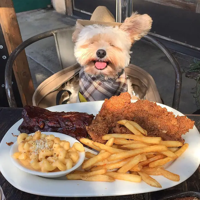 Popeye El perro Foodie