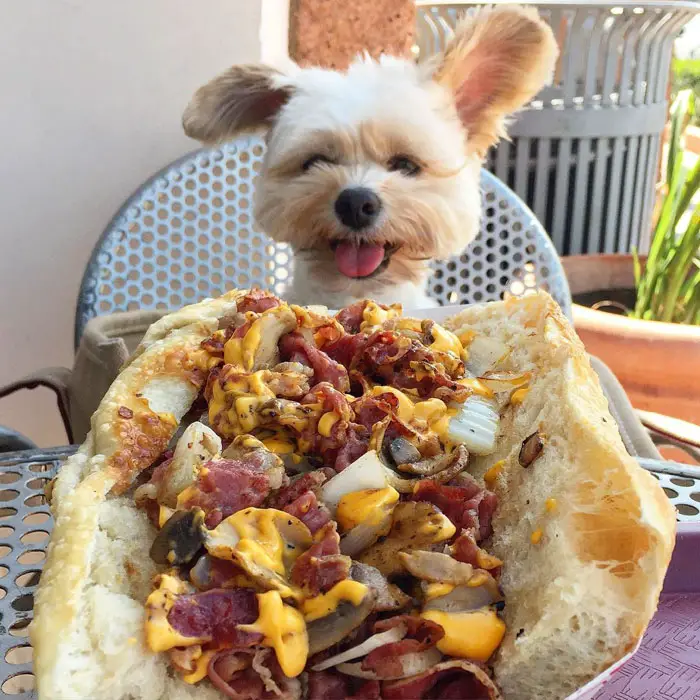 Popeye El perro Foodie