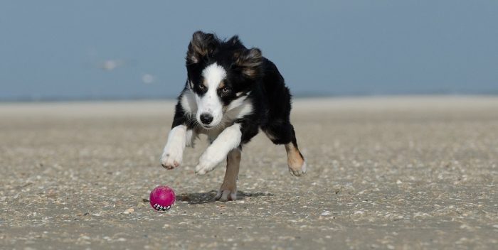 Resultado de imagen para perros en la playa jugando