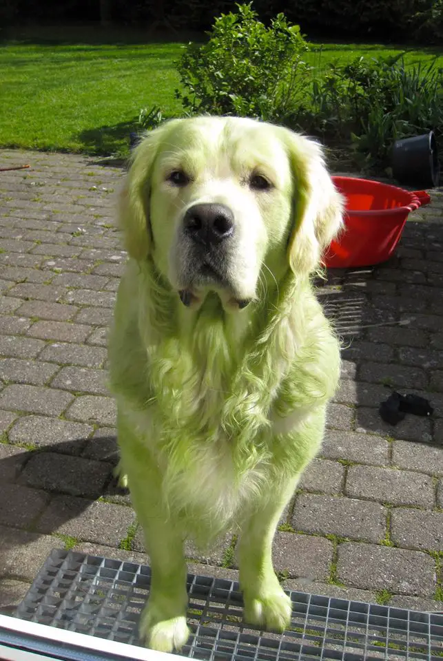 My golden retriever decided to roll on the freshly mowed lawn. Hulk Dog!