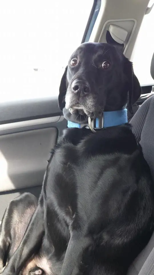 My female friend claims she's a great driver, her dog thinks otherwise....