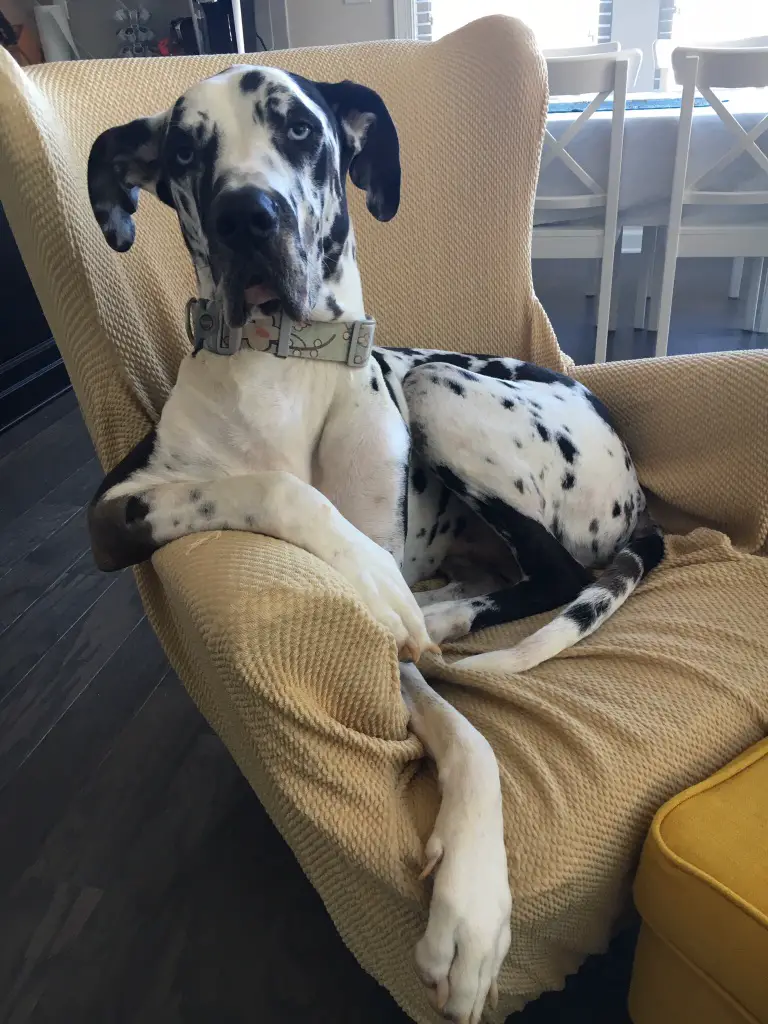 The reaction I get when I tell him to get off the chair.