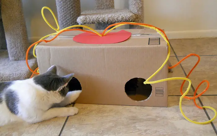 Los gatos aman cajas de cartón.