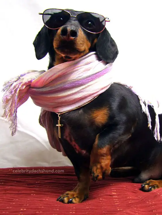 Red Carpet Wiener Dog - Crusoe! (Click to read): 