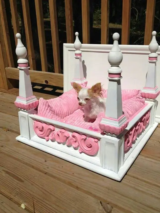 My little Chihuahua Calli would look so cute sleeping on this! But....she sleeps with me!: 