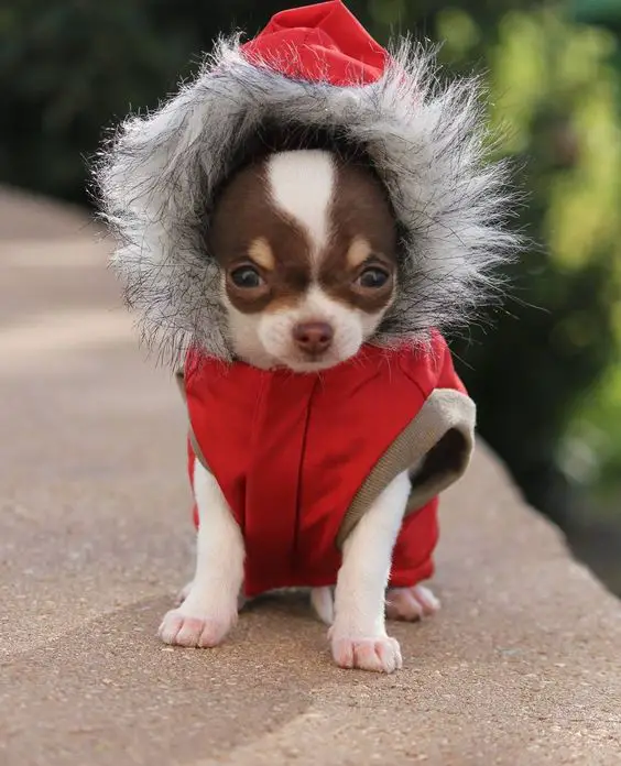 Time to dress warm xxx Yuppypup.co.uk provides the fashion conscious with stylish clothes for their dogs. Luxury dog clothes and latest season trends, Dog Carriers and Doggy Bling. Next Day Delivery. Please go to http://www.yuppypup.co.uk/ https://www.facebook.com/YuppyPup: 