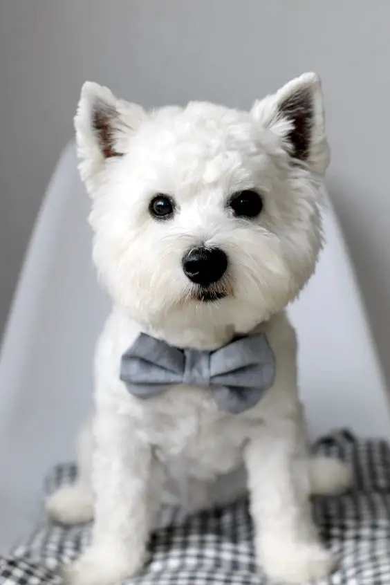 If you're a Dog Lovers, check out this Dogs collection, you may like it :) Here's link ==> https://www.sunfrog.com/tuanldshirt/dogs #dogs #ilovedogs: 