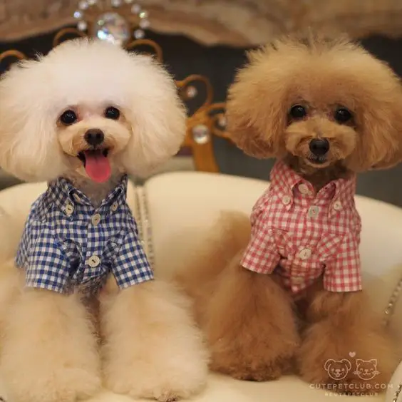 From @pooboobijou: "Hello!! We are toy poodle brothers from Japan. Cream one is Pourqoui and Apricot one is Brulee. We love clothes from Atelier GG in Tokyo, it is very stylish!! We wear clothes and join dog's party ♡. A lot of fashionable dogs join it and it is so exciting!!" #cutepetclub: 