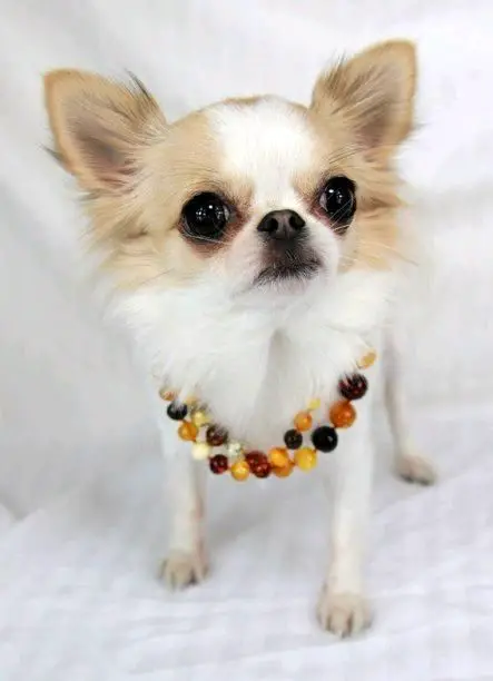 Dog Jewelry for Dogs | Pet Jewelry- Dog Necklace: 
