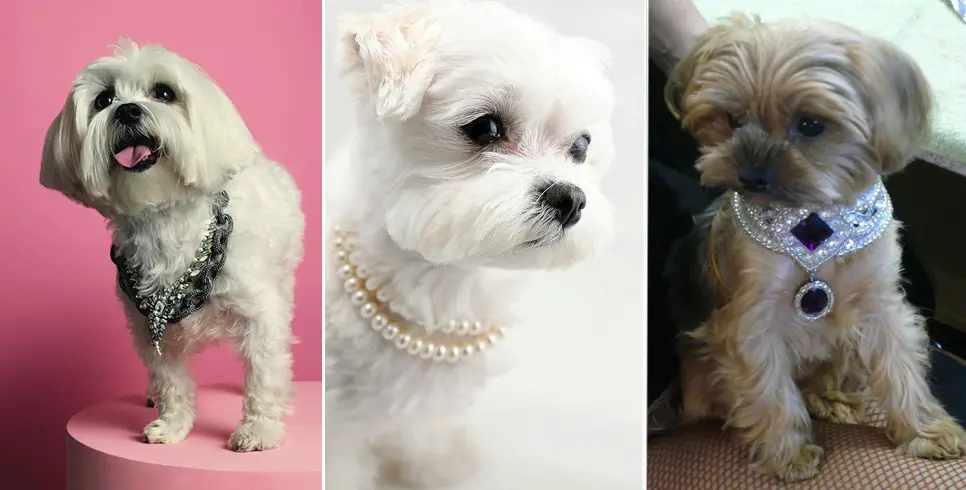 20+ perros modelando joyería fina