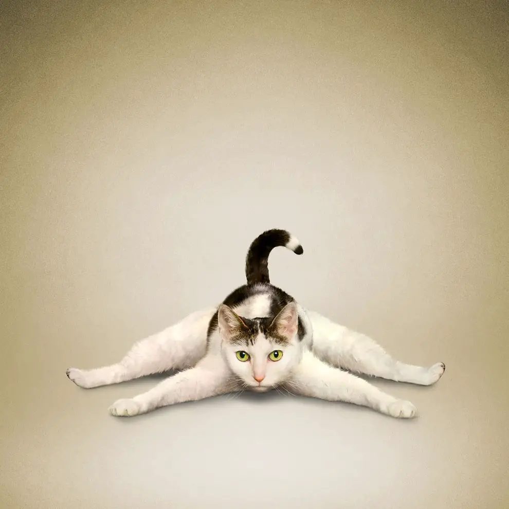 gatos haciendo yoga