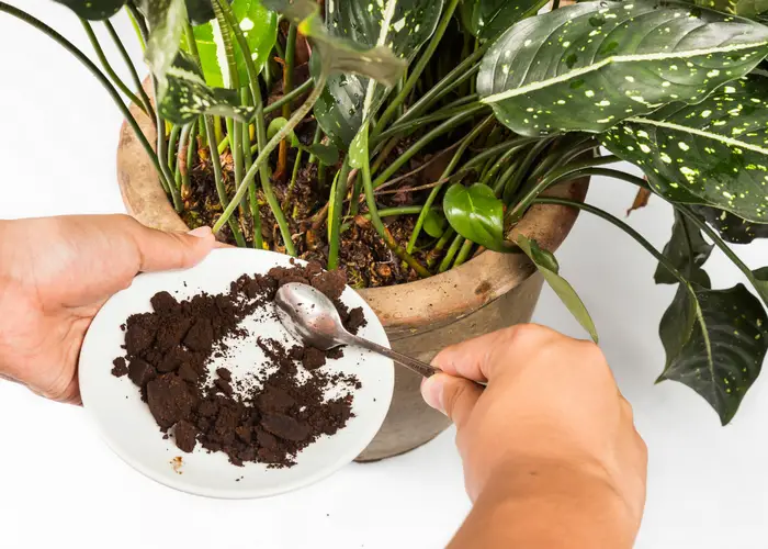 posos de café ayudan a fertilizar las plantas.