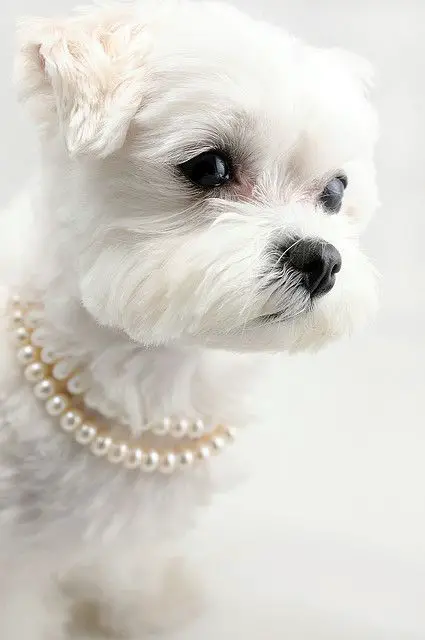 #dog #puppy #white #pearl: 