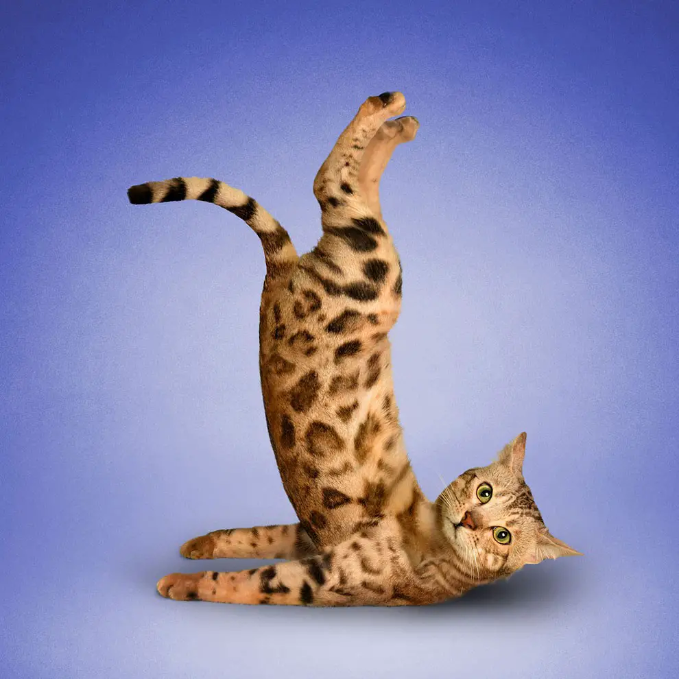 gatos haciendo yoga