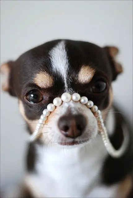 All girls need their Pearls....: 