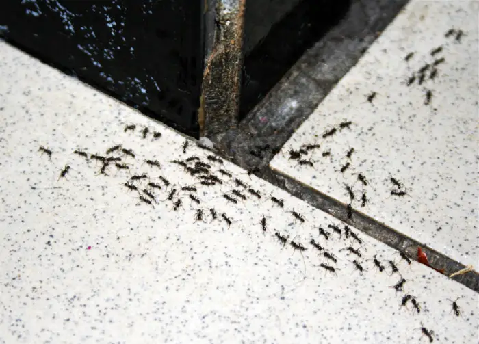 La lucha contra las hormigas.