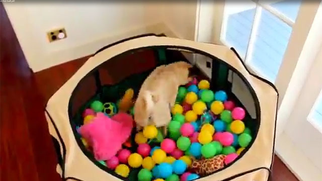 Resultado de imagen para cama de pelotas para su perro