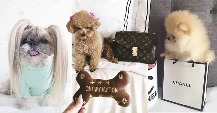 20 Ideas de Fotos para Perros Divertidas y Amorosas