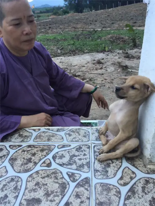 -perros adoptados-abrazo-budista-religiosas-china-1c