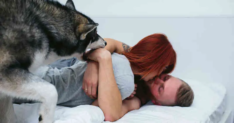 Resultado de imagen para perro Interrumpiendo besos entre tú y tu pareja