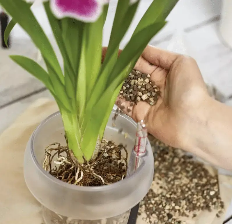 como hacer crecer varas de orquídeas
