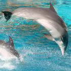 Nado con Delfines en Playa del Carmen
