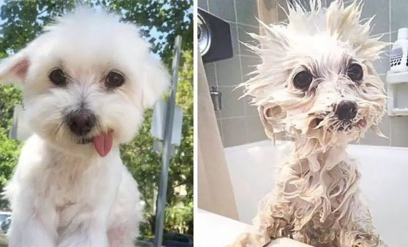 20+ perros antes y después del baño